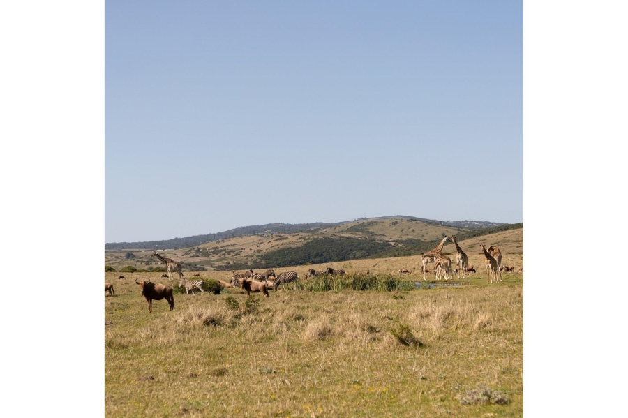 0 Bedroom Property for Sale in Royalston Residential Estate and Wildlife Reserve Eastern Cape